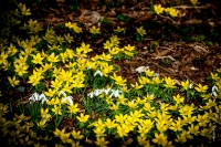 Kölner Flora im März