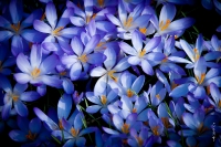 Kölner Flora im März