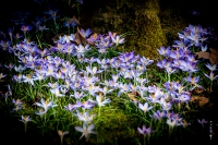 Kölner Flora im März