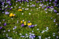 Kölner Flora im März