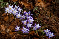 Kölner Flora im März