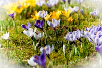 Kölner Flora im März