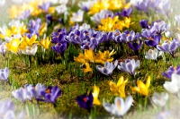 Kölner Flora im März