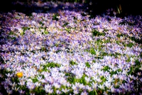 Kölner Flora im März