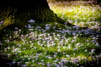 Kölner Flora im März