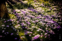 Kölner Flora im März