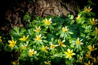 Kölner Flora im März