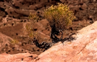 Canyonlands_021