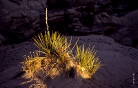 Canyonlands_024