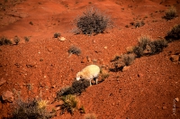 Canyonlands_040