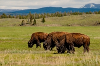 Yellowstone_uA_029