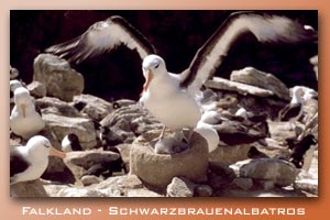 Falkland - Schwarzbrauenalbatros
