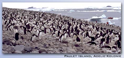 Adeliepinguine - Paulet Island