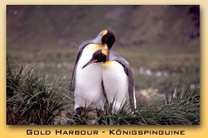Gold Harbour - Königspinguine